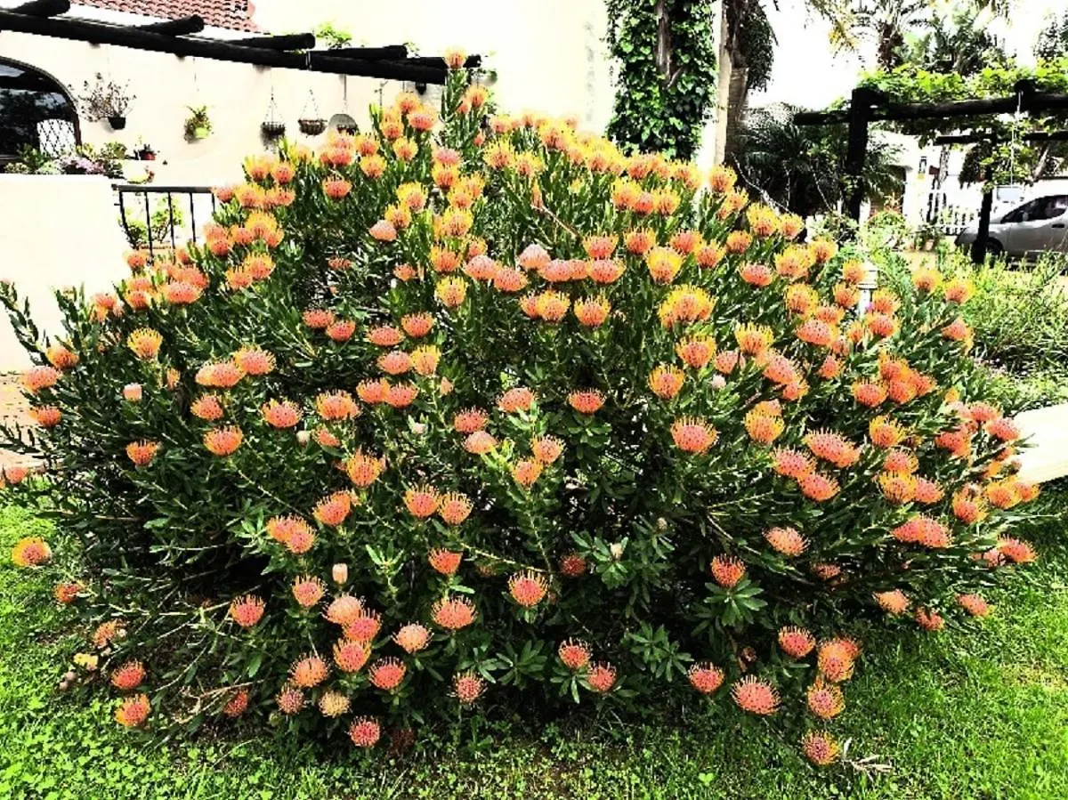 The Pomegranate Διαμέρισμα Κέιπ Τάουν